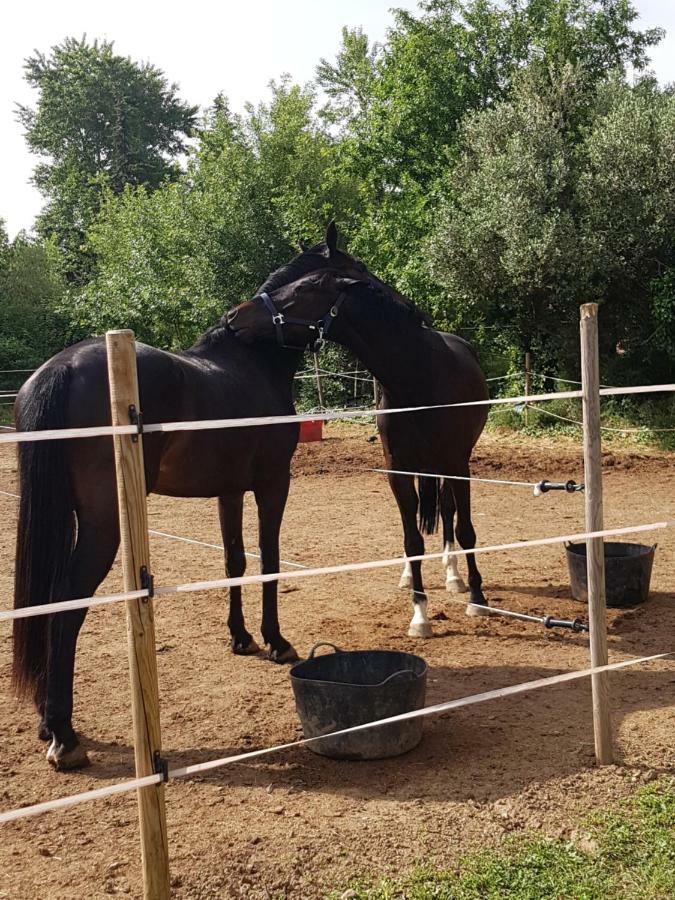Haras Des Arcades Villa Perpignan Luaran gambar